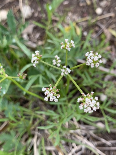 Lomatium geyeri observed 2026-07-01