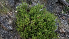 Diplacus grandiflorus