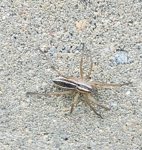 Rabid Wolf Spider