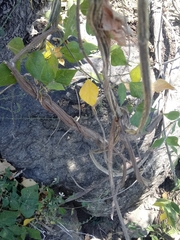 Rhynchosia precatoria