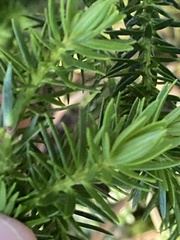 Halocarpus biformis, photograph (c) Matt Scott, some rights reserved (CC BY)