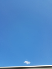 Leucophaeus pipixcan