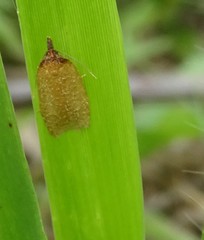 Sparganothis distincta