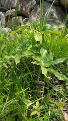 Arisaema thunbergii urashima