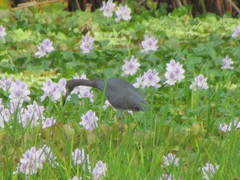 Egretta caerulea