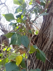 Rhynchosia precatoria