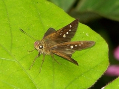 Caltoris cahira austeni