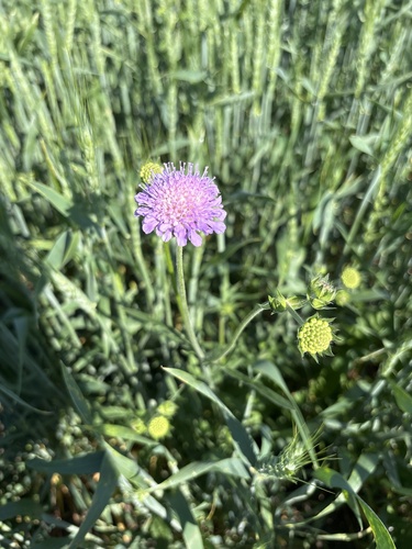 Field Scabious