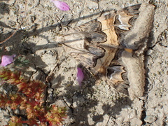 Drasteria divergens
