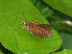 Caltoris cahira austeni