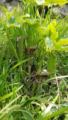 Arisaema thunbergii urashima