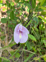 Clitoria fragrans, photograph author not stated, no rights reserved