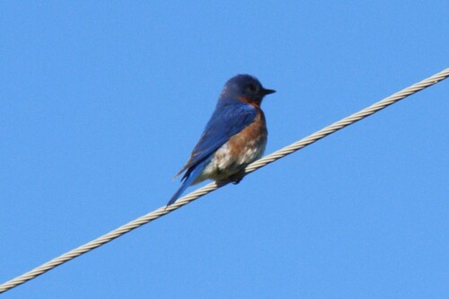 Common Eastern Bluebird