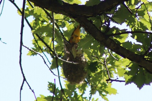 Baltimore Oriole