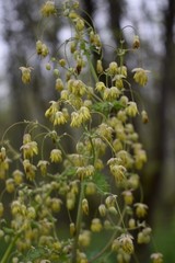 Thalictrum fendleri polycarpum