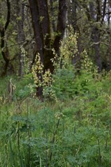 Thalictrum fendleri polycarpum