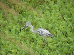 Egretta caerulea
