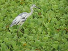 Egretta caerulea