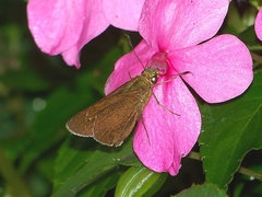 Caltoris cahira austeni