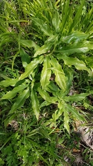 Arisaema thunbergii urashima