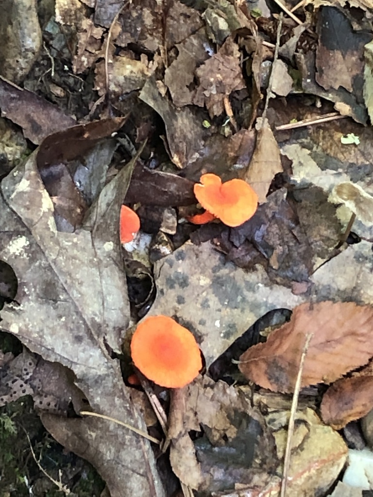 Red Chanterelle · July 2026 · photo: Photo: (c) Chris Acree, some rights reserved (CC BY-SA) · iNaturalist