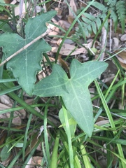 Solena amplexicaulis