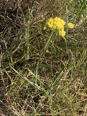 Lomatium triternatum platycarpum