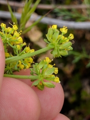 Lomatium utriculatum