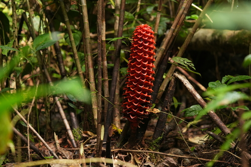 Tapeinochilos observed 2026-07-08