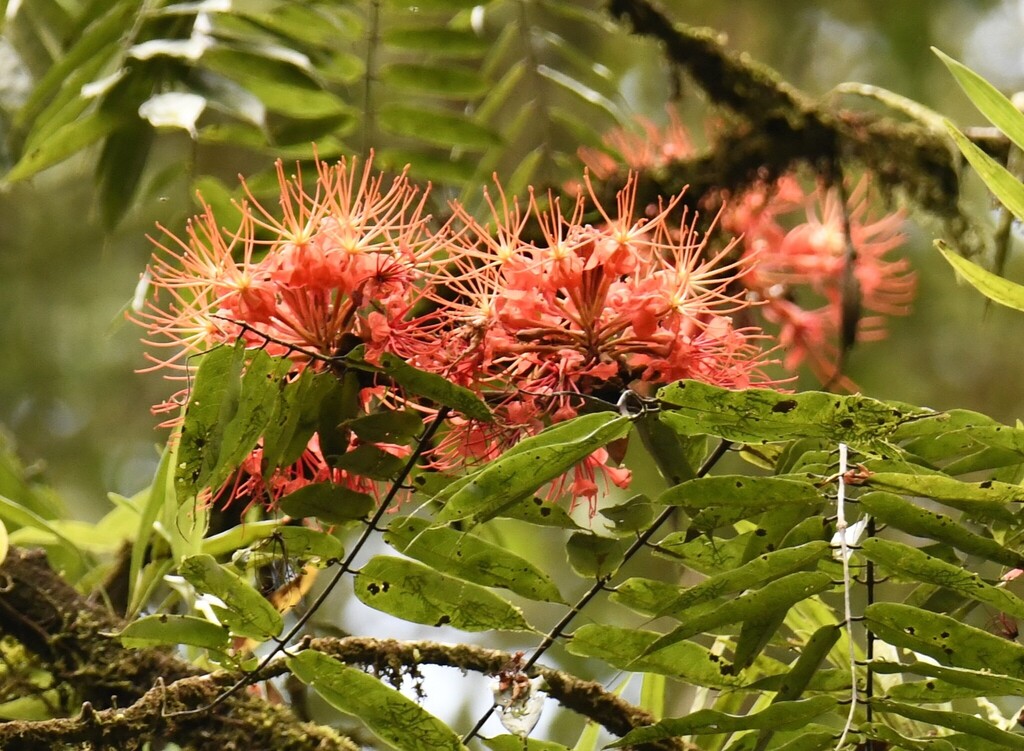 Brownea multijuga; photograph Zac Peterson, CC BY, iNaturalist via GBIF