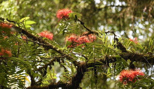 Brownea multijuga, photograph 3