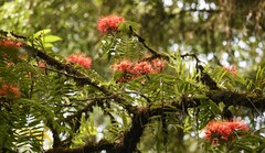 Zac Peterson, CC BY, iNaturalist via GBIF Brownea multijuga, photograph Zac Peterson, CC BY, iNaturalist via GBIF