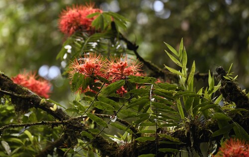 Brownea multijuga, photograph 4