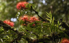 Zac Peterson, CC BY, iNaturalist via GBIF Brownea multijuga, photograph Zac Peterson, CC BY, iNaturalist via GBIF