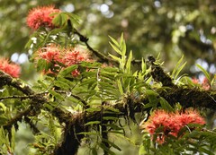 Zac Peterson, CC BY, iNaturalist via GBIF Brownea multijuga, photograph Zac Peterson, CC BY, iNaturalist via GBIF