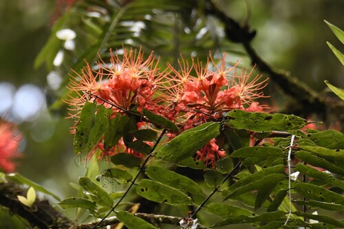 Brownea multijuga, photograph 2