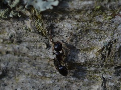 Temnothorax longispinosus