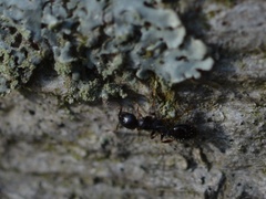 Temnothorax longispinosus