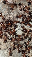 Formica subpolita