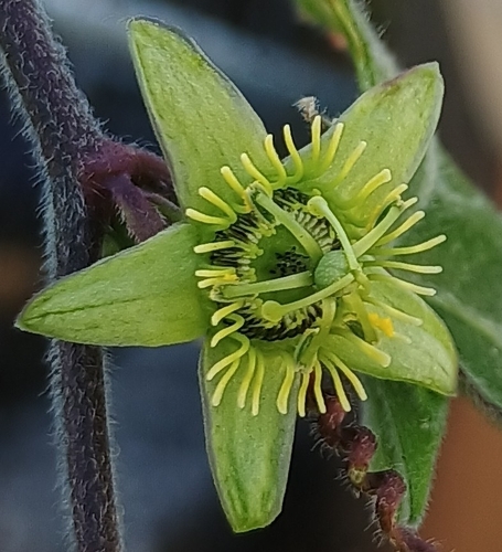 Passiflora suberosa observed 2026-07-09