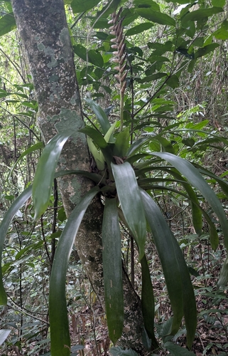 Vriesea ensiformis, photograph 2