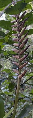 Vriesea ensiformis, photograph 3