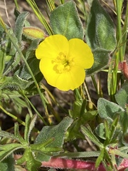 Camissoniopsis cheiranthifolia cheiranthifolia