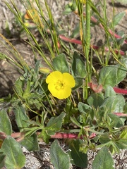 Camissoniopsis cheiranthifolia cheiranthifolia