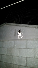 Araneidae
