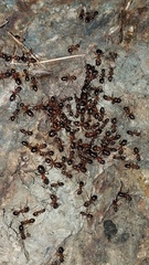 Formica subpolita