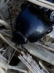Melanactes densus