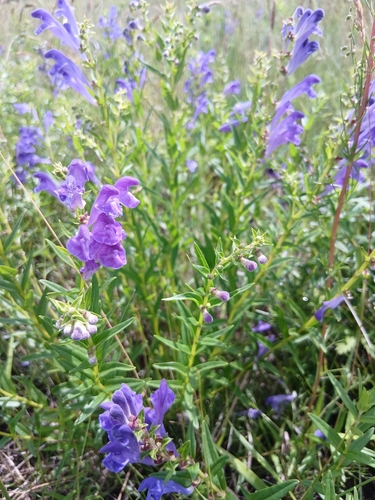 Baikal skullcap (Scutellaria baicalensis)