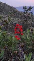author not stated, no rights reserved Delphinium cardinale, photograph author not stated, no rights reserved