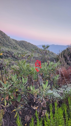 Delphinium cardinale, photograph 4